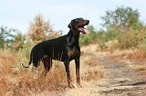 DOBERMANN 142